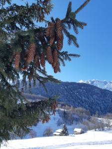 Neve
